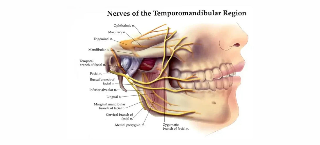 Anatomical diagram of temporomandibular region nerves and facial nerve branches